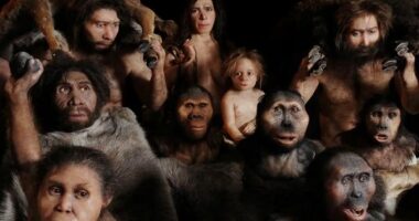 Best Books About Human Evolution You Should Read