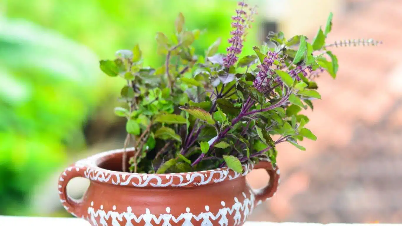 Significance of Tulsi (Holy Basil) in Indian Culture
