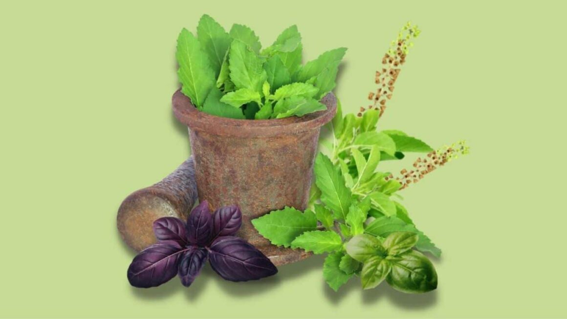 Significance of Tulsi (Holy Basil) in Indian Culture