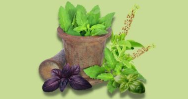 Significance of Tulsi (Holy Basil) in Indian Culture