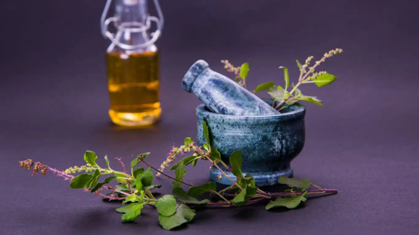 Significance of Tulsi (Holy Basil) in Indian Culture