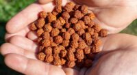 Importance of Rudraksha in Hindu Mythology