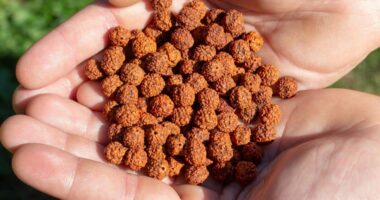 Importance of Rudraksha in Hindu Mythology