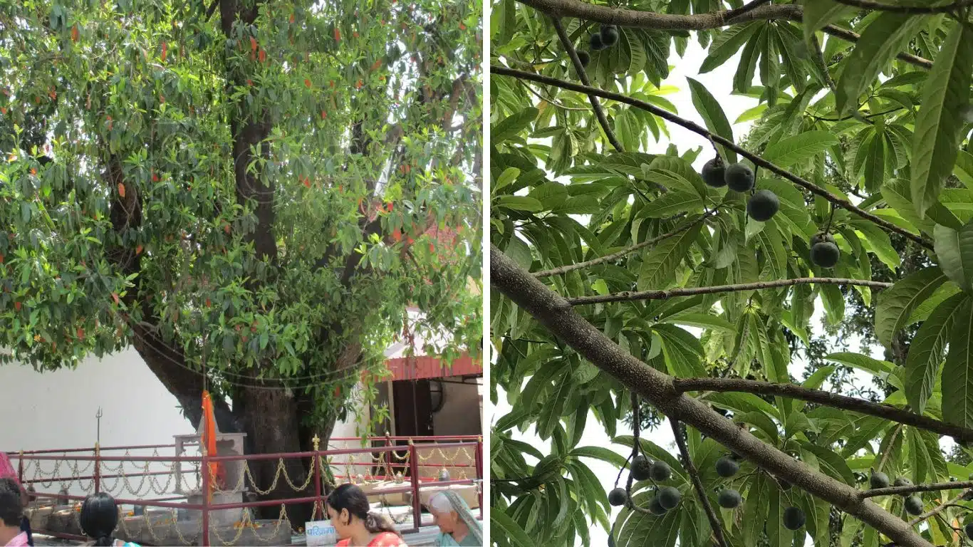 Importance of Rudraksha in Hindu Mythology - Rudraksha Tree