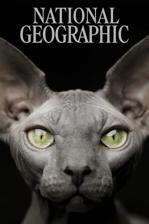 Top 10 Magazines For Wildlife Lovers - National Geographic 