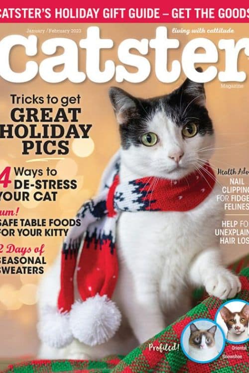 野生动物爱好者的十大杂志 - Catster