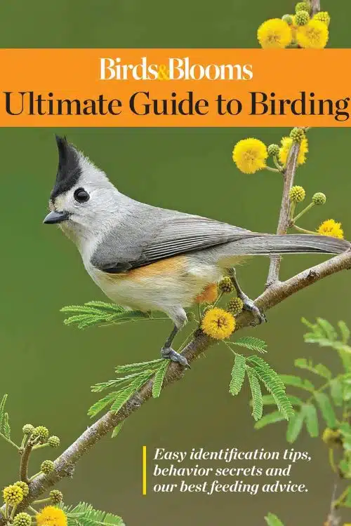 Top 10 Magazines For Wildlife Lovers - Birds & Blooms