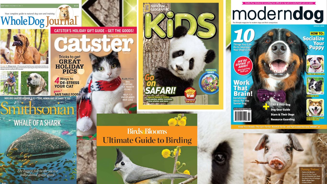 Top 10 Magazines For Wildlife Lovers