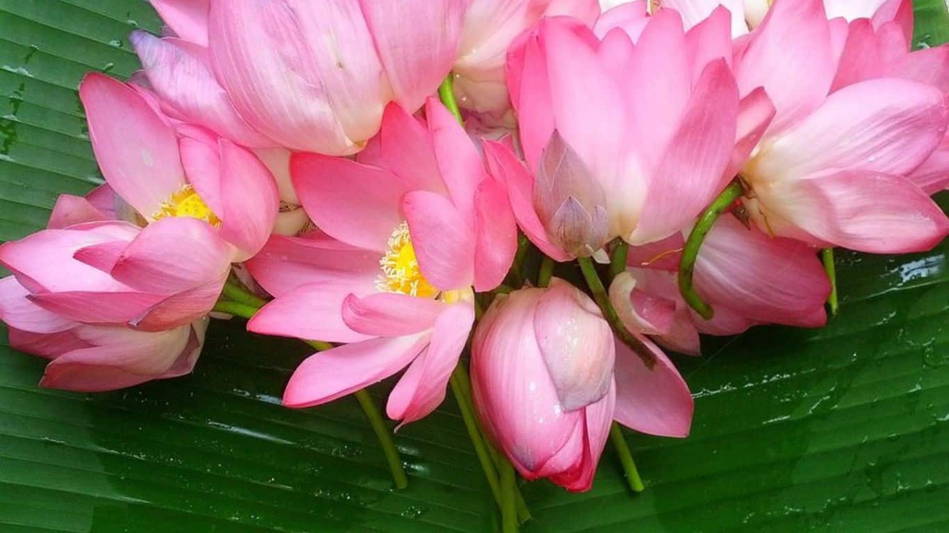 10 Symbols Of Hope In Different Mythologies - Lotus Flower - Hindu Mythology
