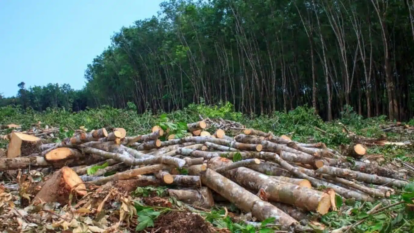 The Importance of Biodiversity and How to Protect it - Drivers of biodiversity loss