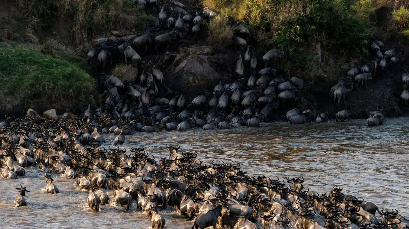 The Importance of Biodiversity and How to Protect it - Habitat restoration and connectivity