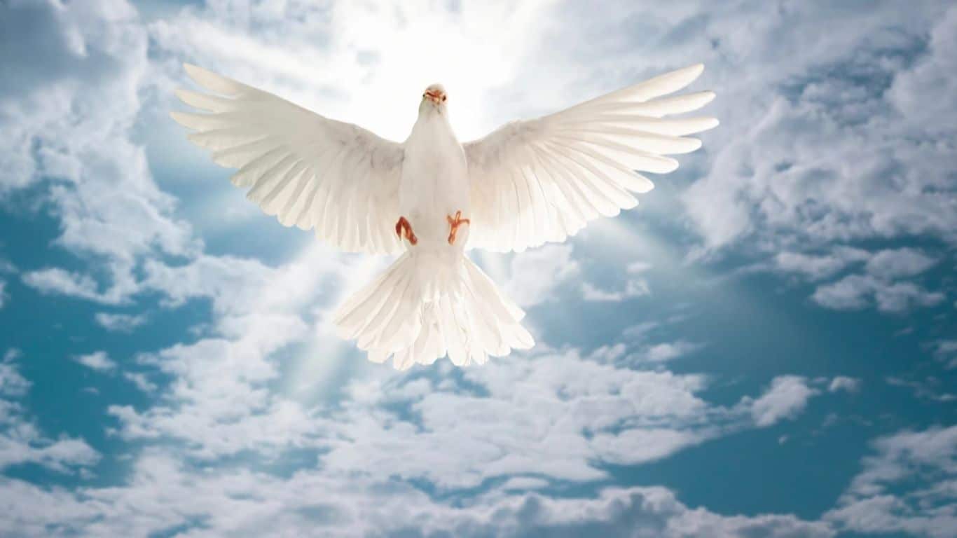 Dove - Biblical Mythology