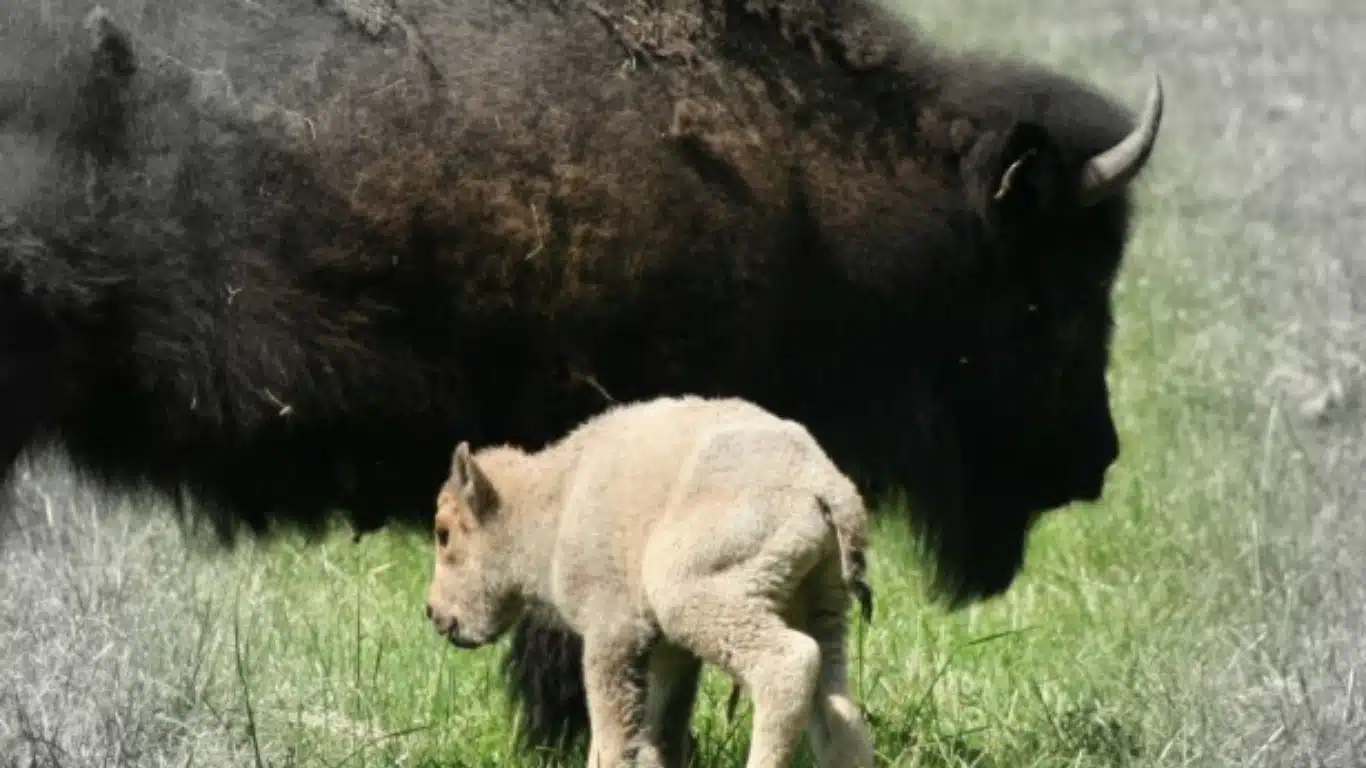 The Prophecy of the White Buffalo Calf Woman (Native American mythology)