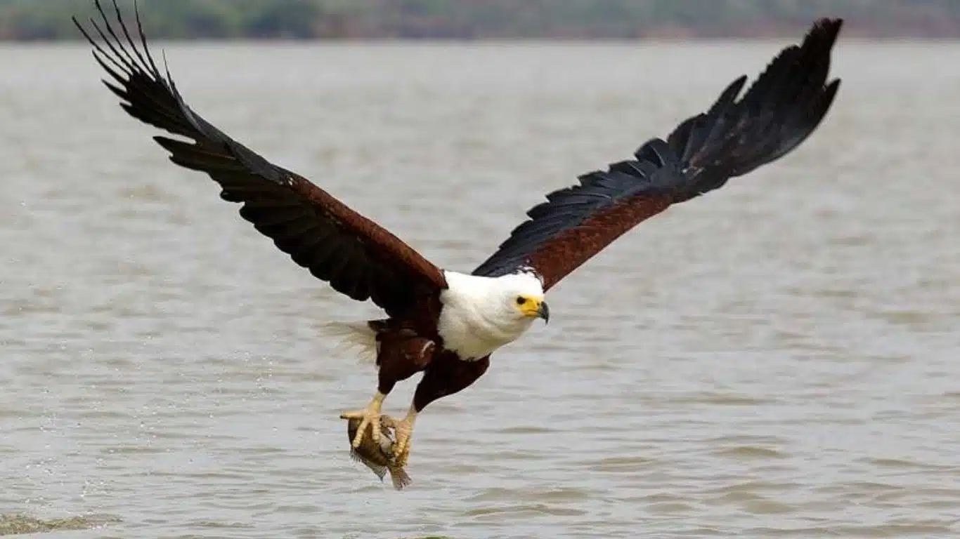 Significance of Animals in Mythology Around the Globe - Eagle - freedom and power