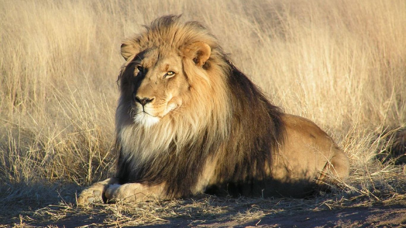 León (africano)