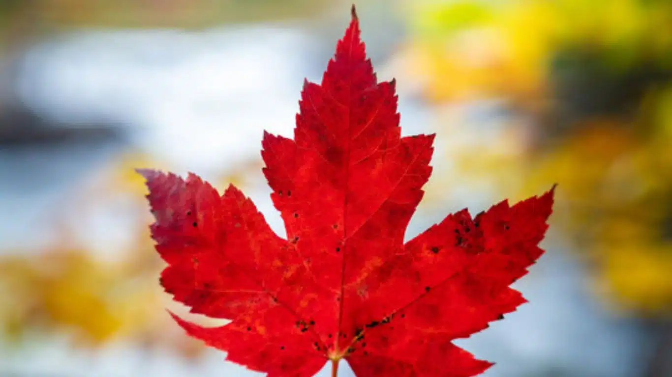 Maple Leaf (Canada)