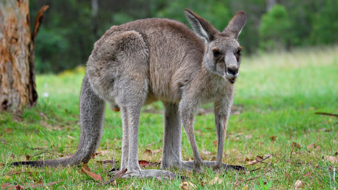 Los 20 símbolos más icónicos de diferentes culturas: canguro (Australia)