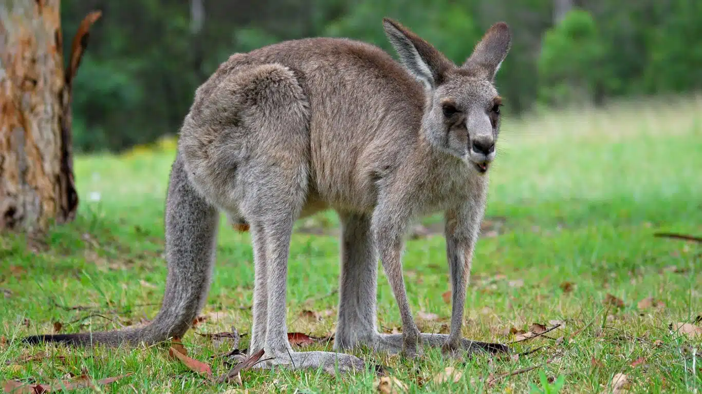 20 Most Iconic Symbols in Different Cultures - Kangaroo (Australia)