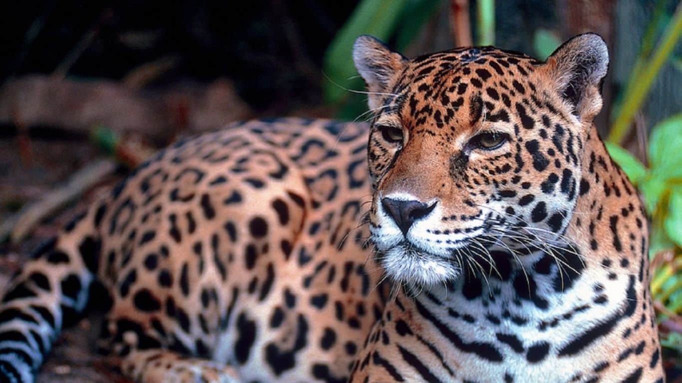 Jaguar (América Central y del Sur)