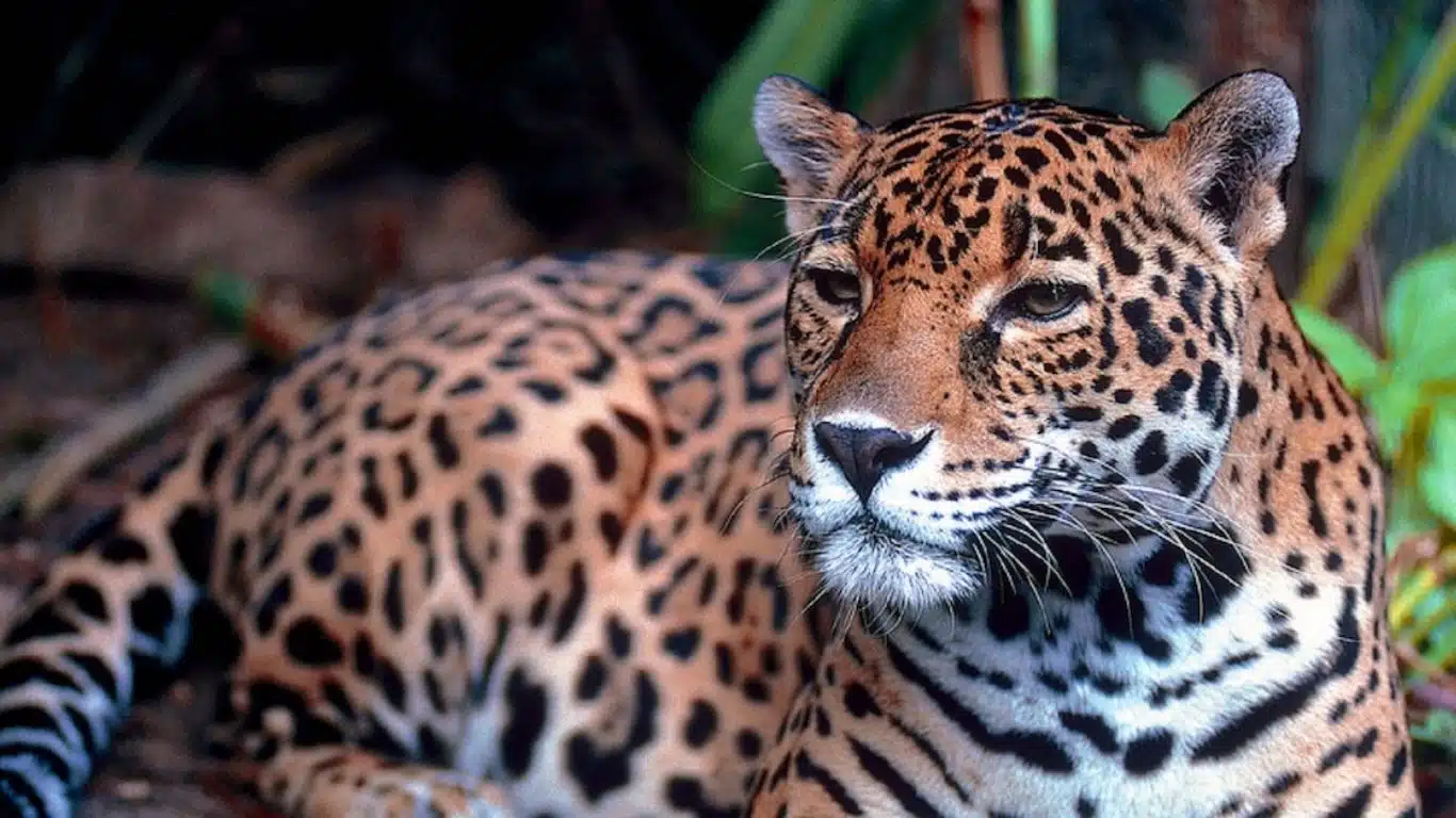 Jaguar (Central and South America)
