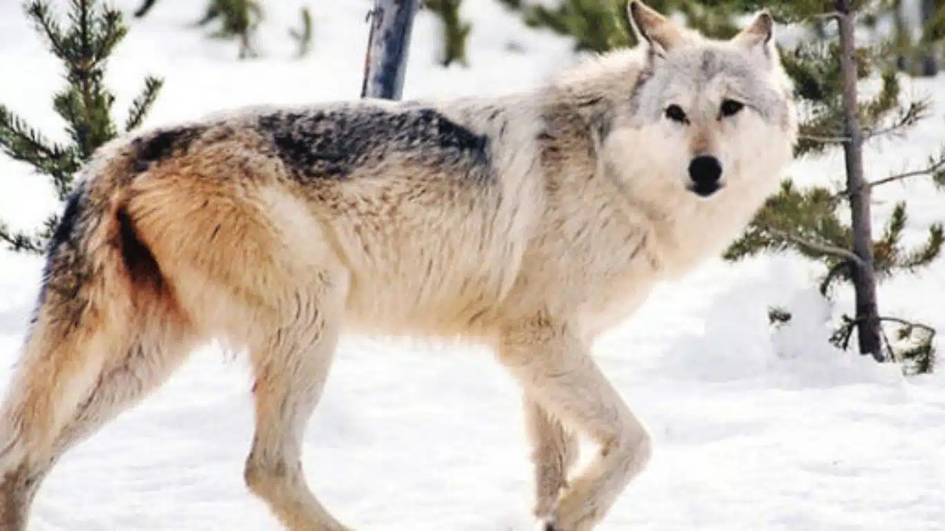 Significance of Animals in Mythology Around the Globe - Wolf - loyalty and guardianship