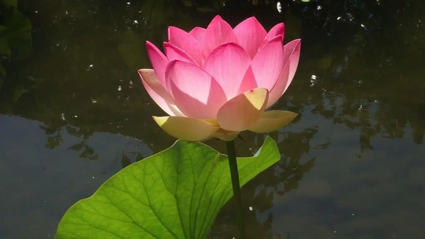 Lotus Flower (Buddhism)