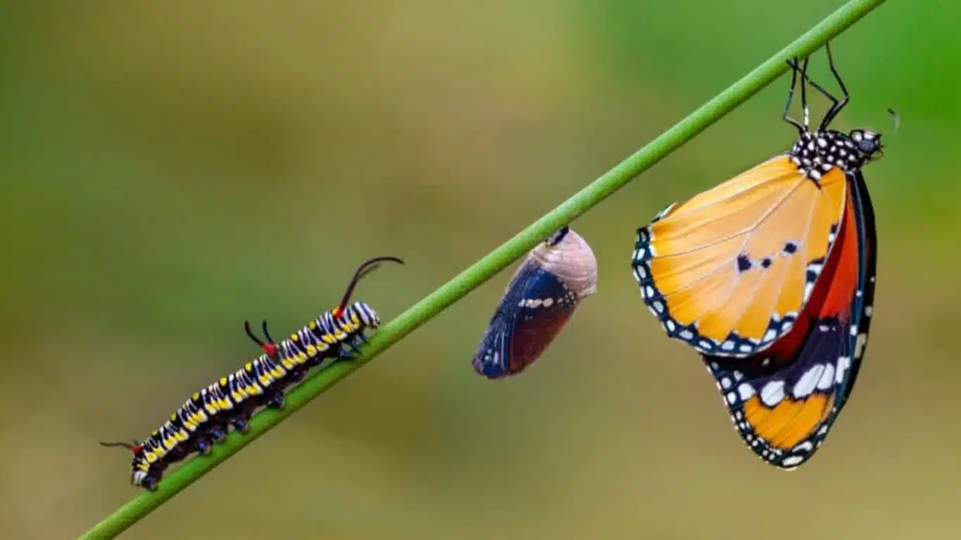 Significance of Animals in Mythology Around the Globe - Butterfly - transformation and metamorphosis