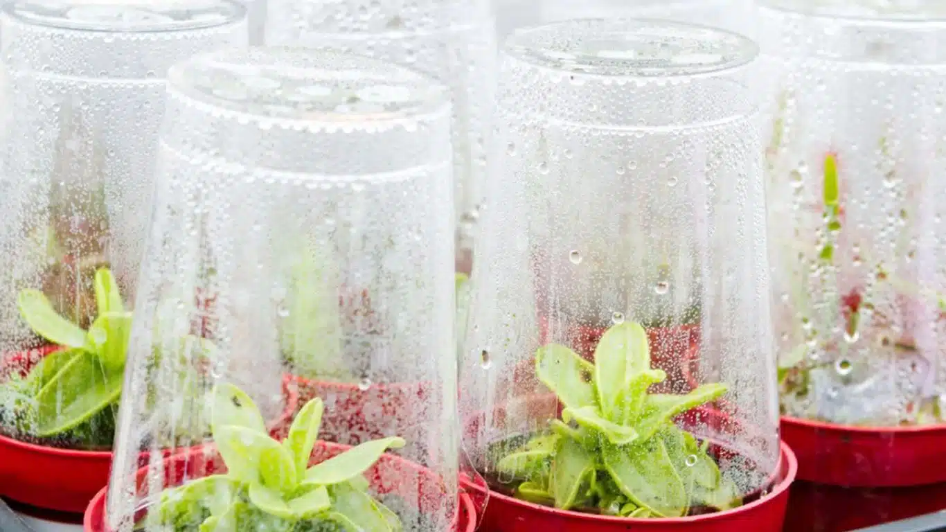 Create a mini greenhouse