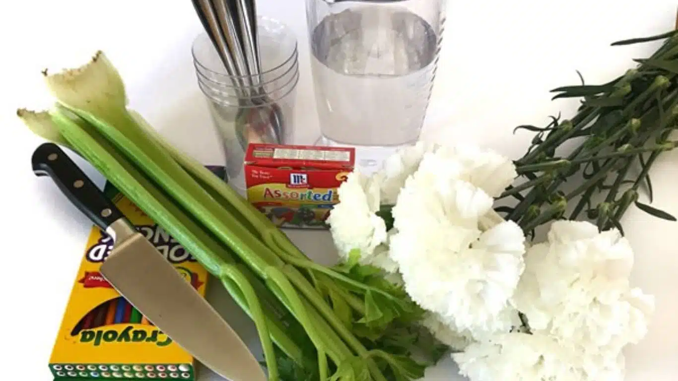 10 Great Science Experiments For Kids - How plants absorb water