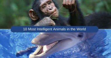 10 Most Intelligent Animals in the World