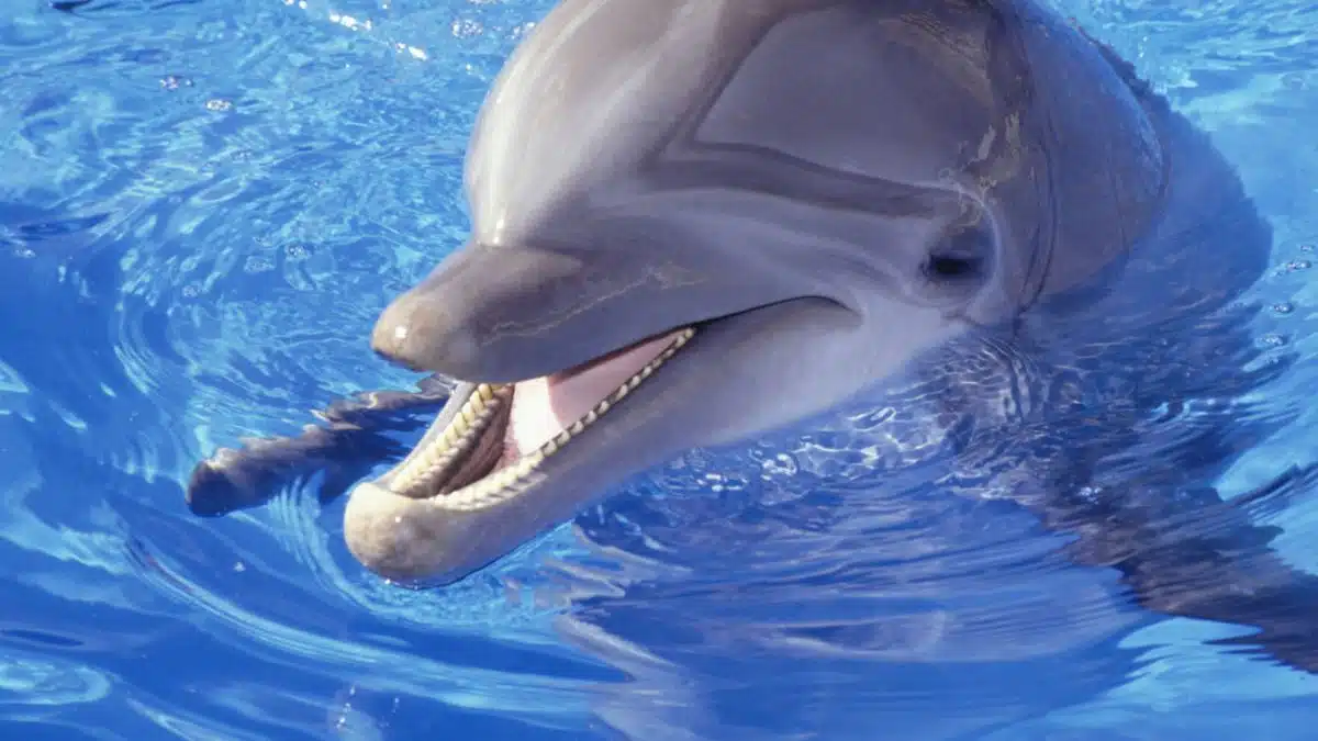 10 Most Intelligent Animals in the World - Dolphin