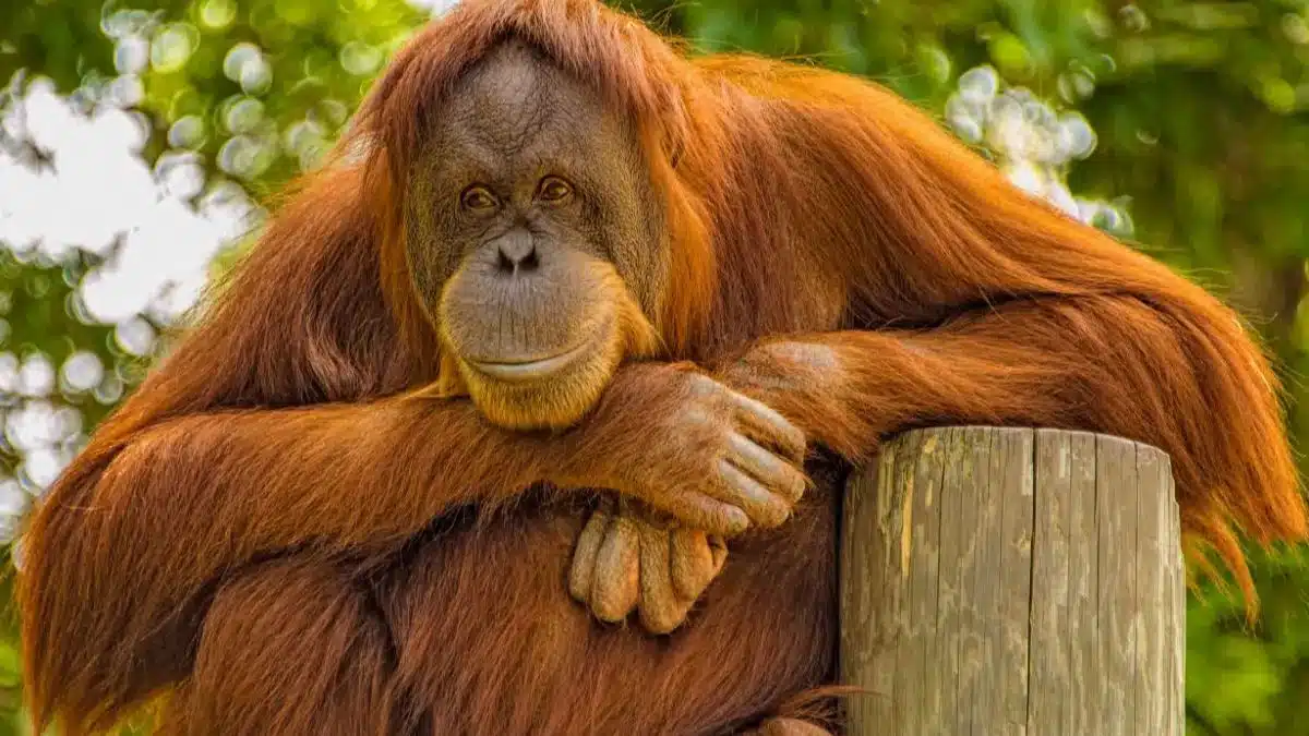 Orangutan