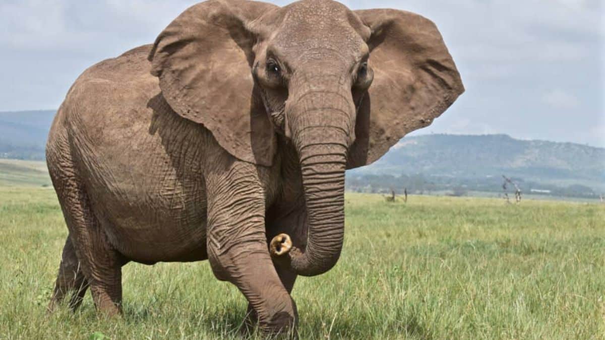 10 Most Intelligent Animals in the World - Elephant