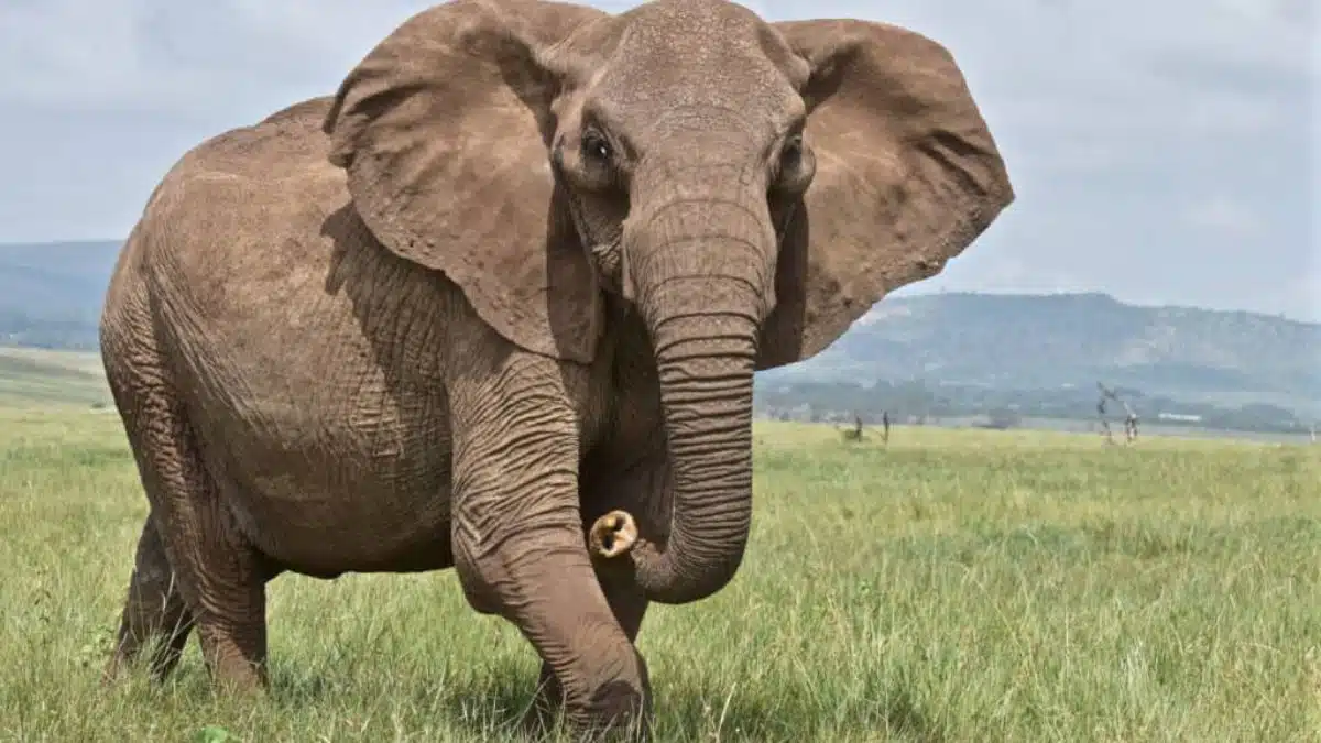 10 Most Intelligent Animals in the World - Elephant