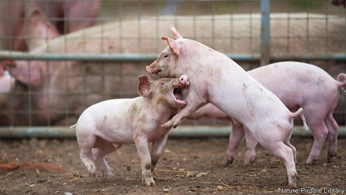 10 Most Intelligent Animals in the World - Pig