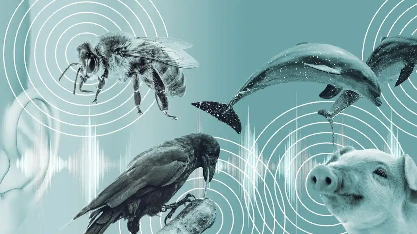 Groundbreaking Examples of AI in Animal Communication