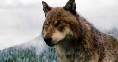 Wolves and Werewolves: Origin Stories and Mythology