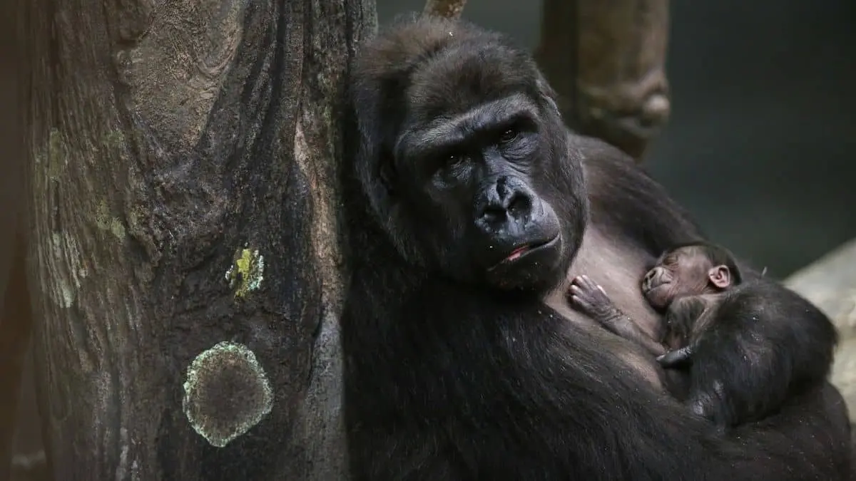 Major Historical Events on December 22 - Today in History - 1956 - Birth of Colo the Gorilla
