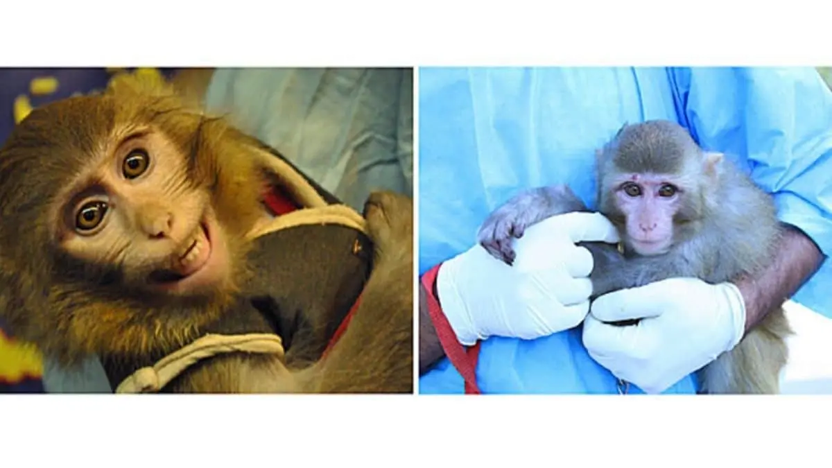 Major Historical Events on January 28 - Today in History - 2013: Iran's Space Monkey