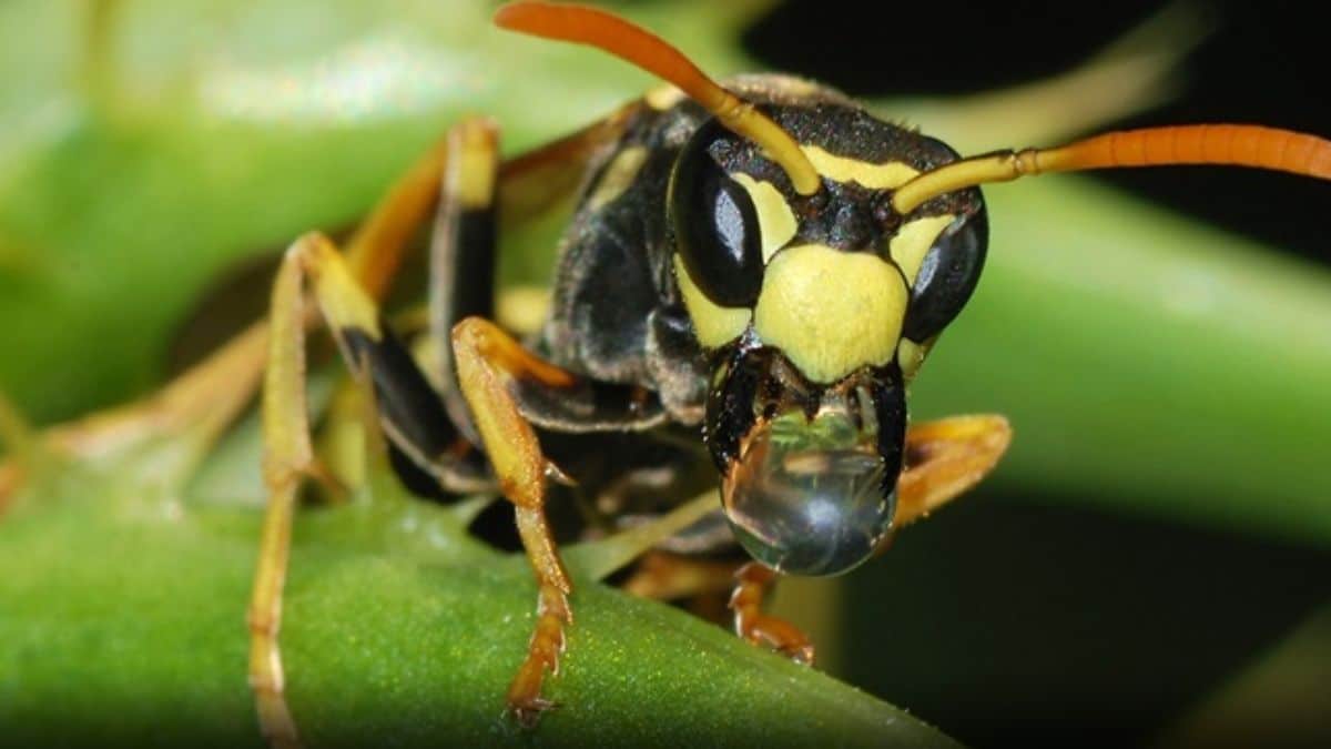 2023年发现新物种——害虫黄蜂