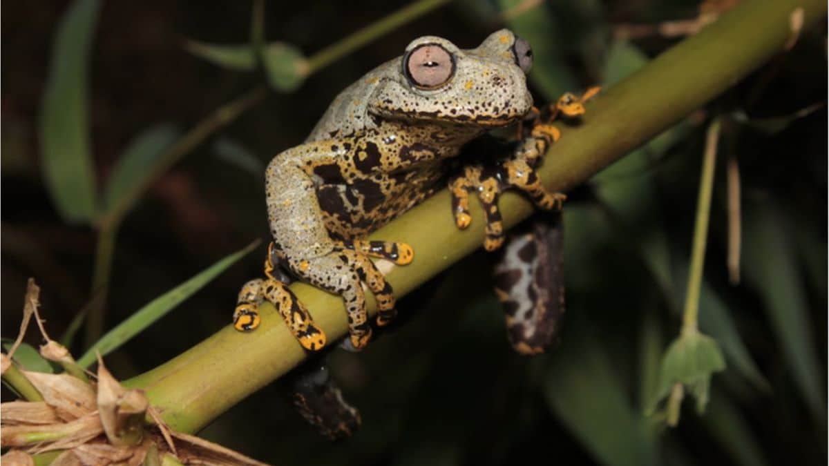 溪流树蛙（Hyloscirtus tolkieni），厄瓜多尔
