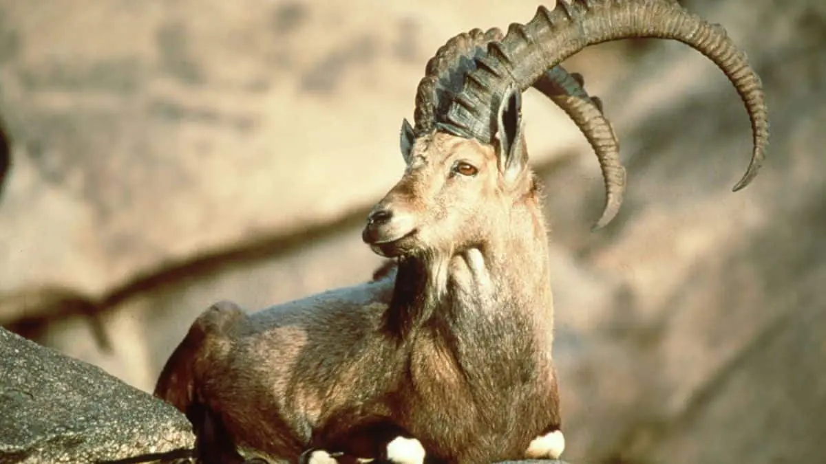 Major Historical Events on January 6 - Today in History - 2000: Death of the last Pyrenean ibex