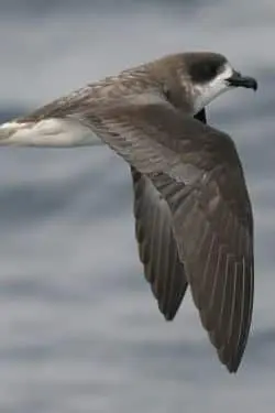 1951: Rediscovery of Cahow in Bermuda