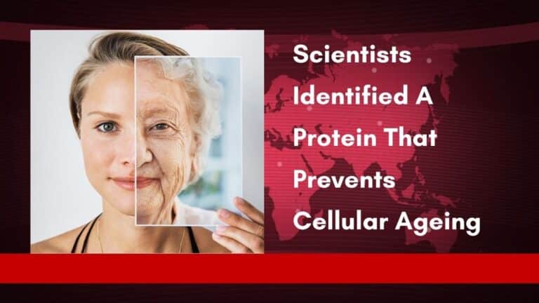 Des scientifiques ont identifié une protéine qui prévient le vieillissement cellulaire