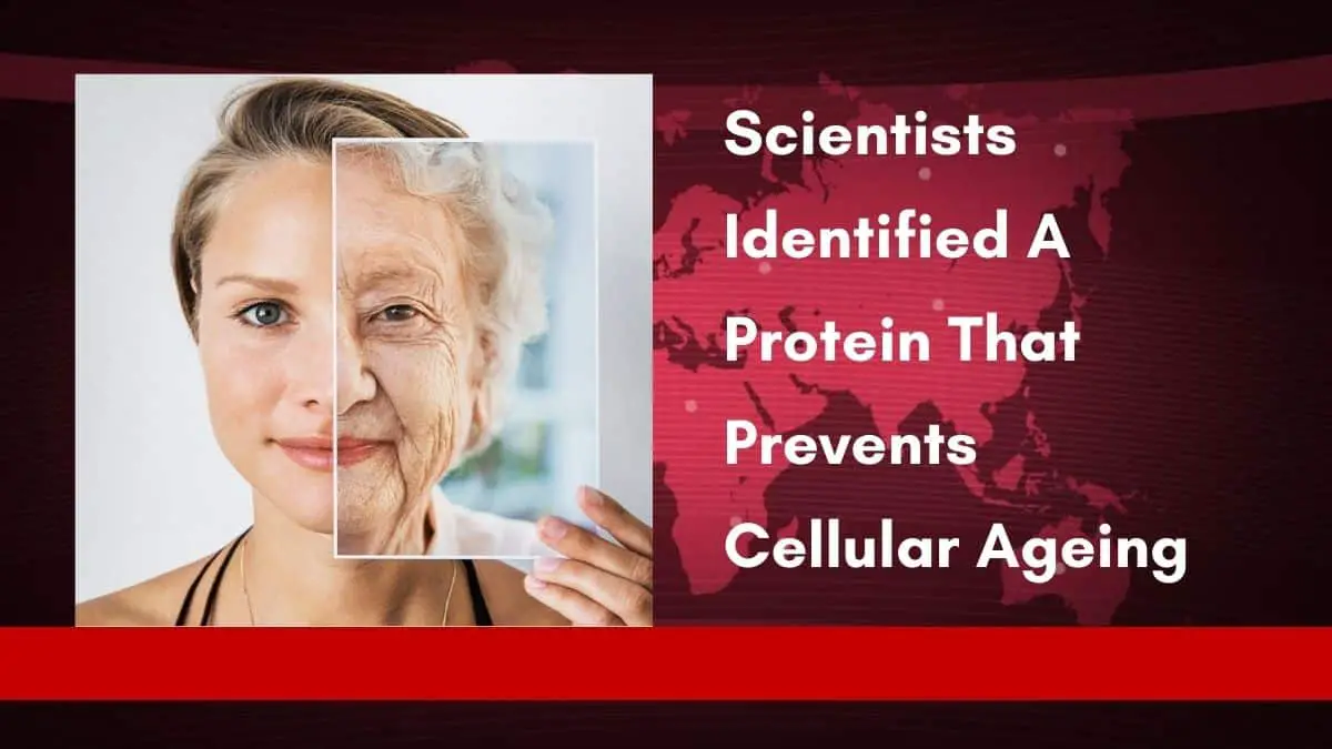 Scientists Identified A Protein That Prevents Cellular Ageing