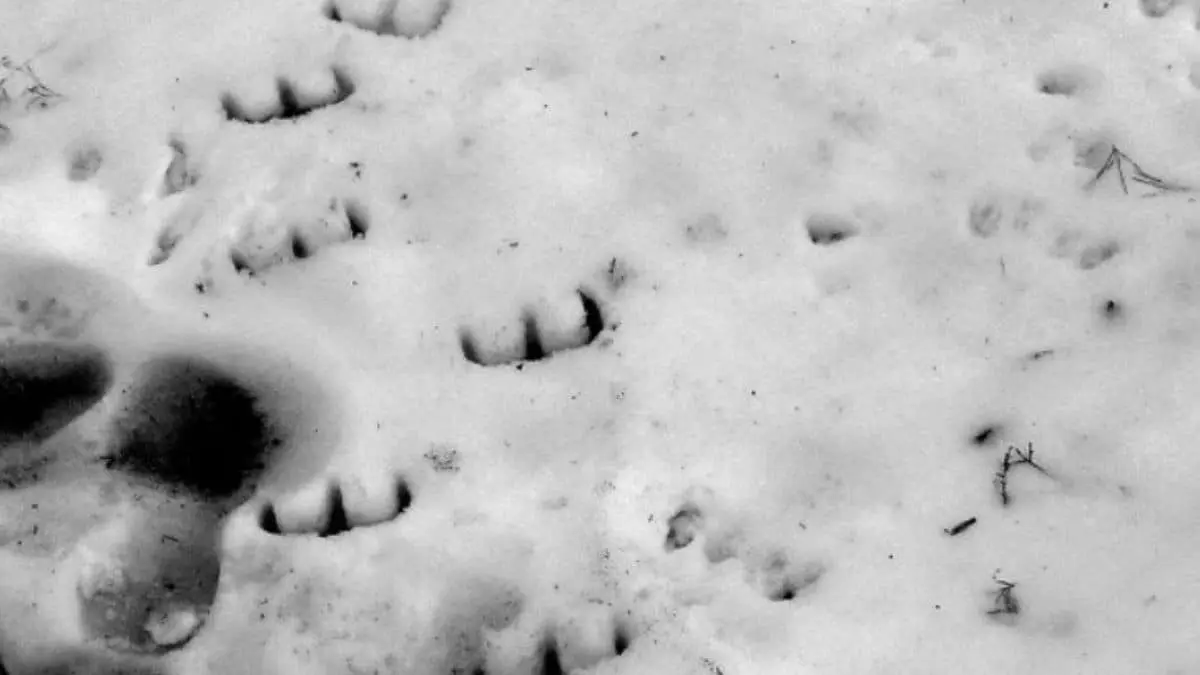 1855 - Devil's Footprints Mystery