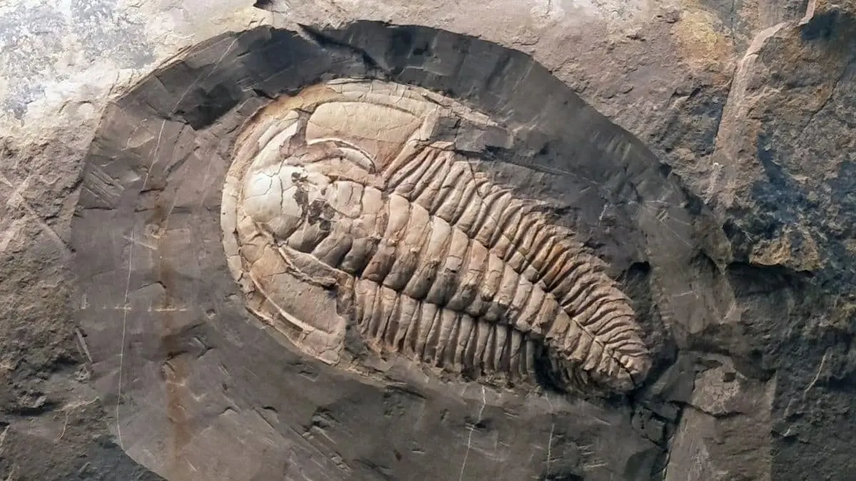 2019 – Ancient Fossils Unearthed