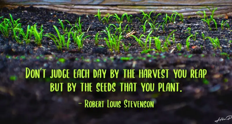 Don't judge each day by the harvest you reap but by the seeds that you plant.