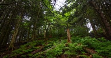 How climate change could impact forests