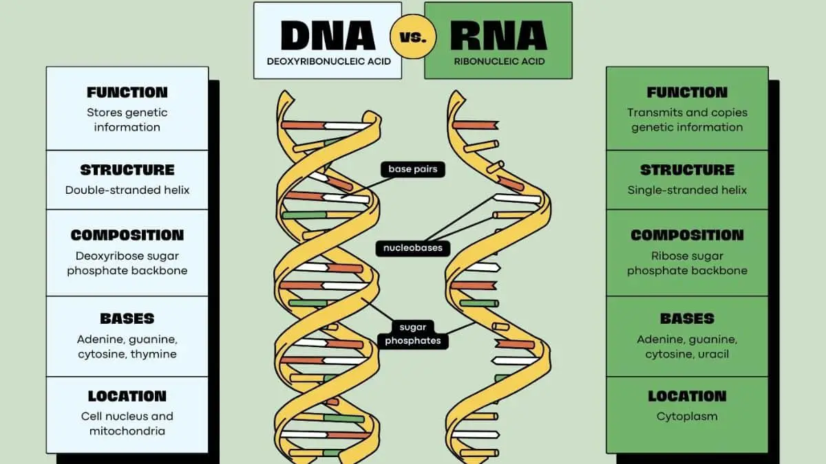 Difference Between DNA and RNA